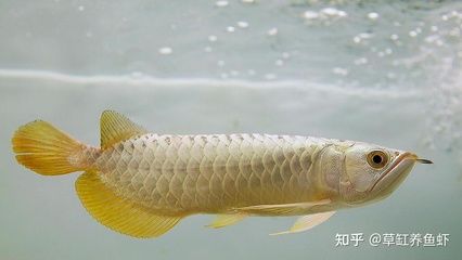 龙鱼吃太饱了撑开鳞片：龙鱼吃太饱了撑开鳞片怎么办