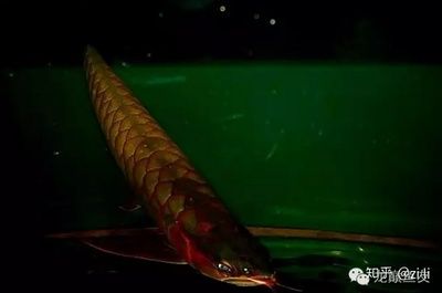 红龙鱼幼苗鳞片绿色正常吗：红龙鱼幼苗鳞片绿色是正常的吗