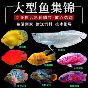 地图鱼龙鱼可以喂猪肉吗：地图鱼和龙鱼可以喂猪肉吗 龙鱼百科 第2张