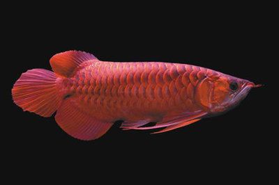 红龙鱼鳞片底色紫色的好不好养：红龙鱼的鳞片底色紫色的好不好养 龙鱼百科 第1张