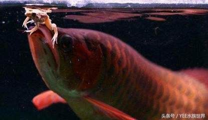 泥鳅冻多久可以喂龙鱼：泥鳅冻多久喂龙鱼