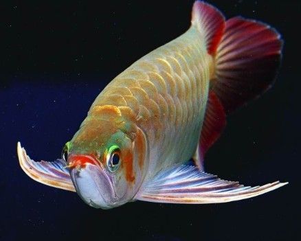 红龙鱼颜色浅了是什么原因引起的：红龙鱼的颜色变浅可能由以下几个方面引起：光照条件是影响红龙鱼颜色的重要因素