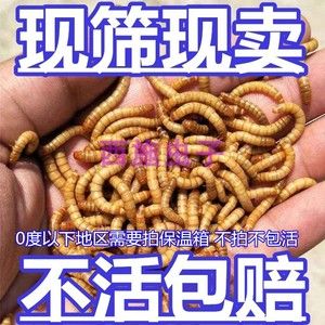 金龙鱼养不活：金龙鱼的饲养方法 龙鱼百科 第3张