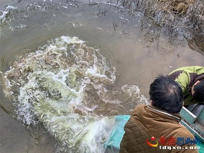 安龙鱼苗批发市场：安龙县鱼苗批发市场 龙鱼百科 第2张