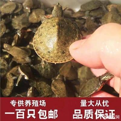 龙鱼吃小甲鱼有什么好处：龙鱼吃小甲鱼有什么好处龙鱼吃小甲鱼有什么好处 龙鱼百科 第1张