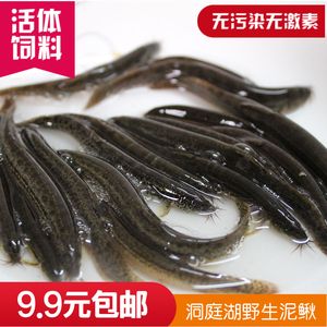 龙鱼喂活泥鳅还是冻泥鳅：喂食活泥鳅好还是冻泥鳅好 龙鱼百科