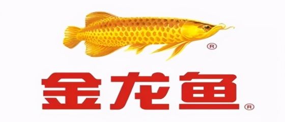 金龙鱼吃人工饲料吗：金龙鱼可以吃人工饲料吗金龙鱼可以吃人工饲料吗