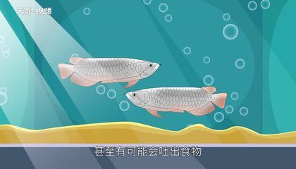 龙鱼换水后不吃食什么原因：龙鱼换水后不吃食可能是由多种因素引起的 龙鱼百科 第3张