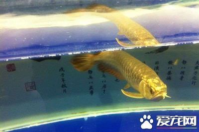 龙鱼进缸几天可以喂食：小龙鱼入缸2-3天后可以开始喂食吗 龙鱼百科 第3张