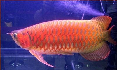 红龙鱼 金龙鱼：红龙鱼和金龙鱼在体型、颜色和饲养习惯上都有所不同