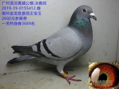 金龙鱼赛鸽：金龙鱼赛鸽成绩记录