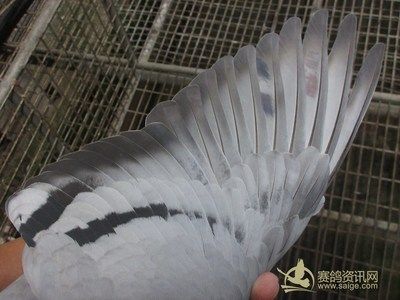 金龙鱼赛鸽：金龙鱼赛鸽成绩记录