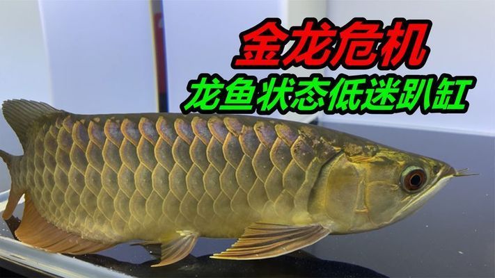 金龙鱼怕冷吗还是怕热：金龙鱼怕冷还是怕热 龙鱼百科 第1张