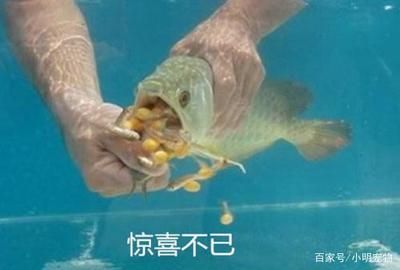 金龙鱼嘴里孵化：金龙鱼的孵化过程 龙鱼百科 第2张