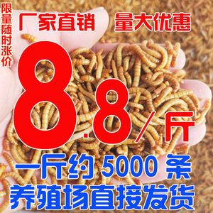 金龙鱼可以用黄粉吗：金龙鱼可以使用黄粉治疗吗