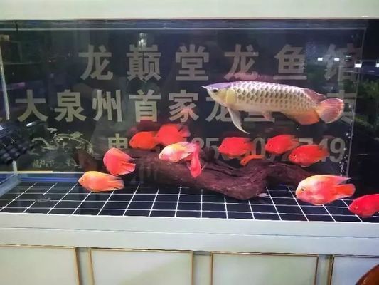 巴雷特红龙鱼怎么样养：巴雷特红龙鱼的饲养方法