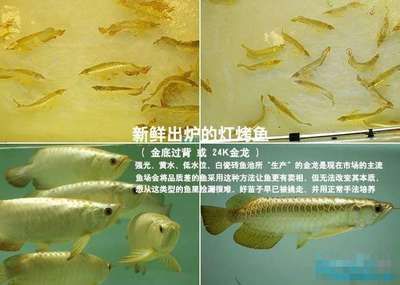 龙鱼过水流程：龙鱼过水流程：龙鱼过水流程详细流程，龙鱼过水流程