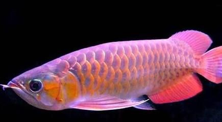 红龙鱼上色用多少色温的灯照：红龙鱼的上色效果与所使用的灯光的关系与使用方法