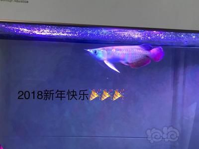 龙鱼总是冲浪怎么办：龙鱼冲浪怎么办 龙鱼百科 第2张