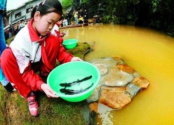 黄龙鱼怎么繁殖后代：黄龙鱼怎么繁殖后代，黄龙鱼的繁殖方法详细解析 龙鱼百科 第3张