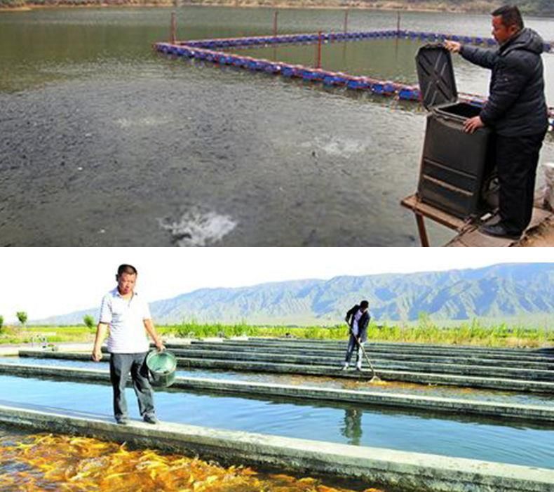 养殖龙鱼利润空间大吗：养殖龙鱼的利润空间大吗 龙鱼百科 第3张