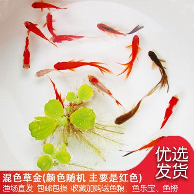 龙鱼吃虾不吃鱼粮怎么办：龙鱼只吃虾不吃鱼粮怎么办 龙鱼百科 第2张