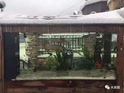 养龙鱼要多少度：养龙鱼时水温控制在24-28℃之间并注意水温的变化