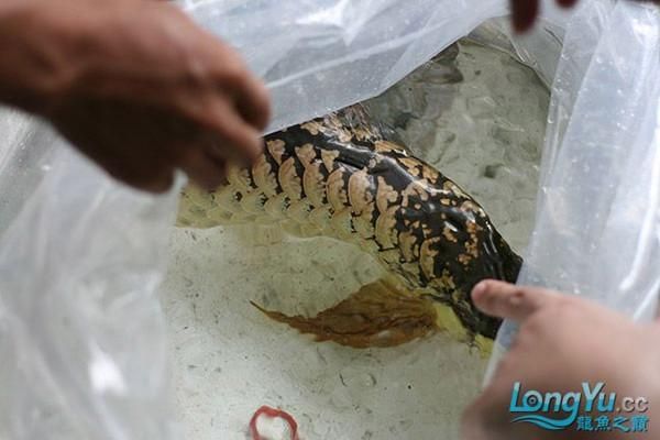 红龙鱼立鳞可以喂食吗：红龙鱼立鳞期间可以喂食吗红龙鱼立鳞可以喂食吗 龙鱼百科 第1张