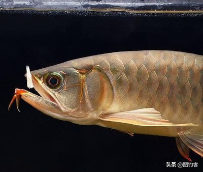 金龙鱼就是巨骨舌鱼吗为什么：金龙鱼和巨骨舌鱼在生物学分类、外貌特征、外貌特征、外貌特征 龙鱼百科