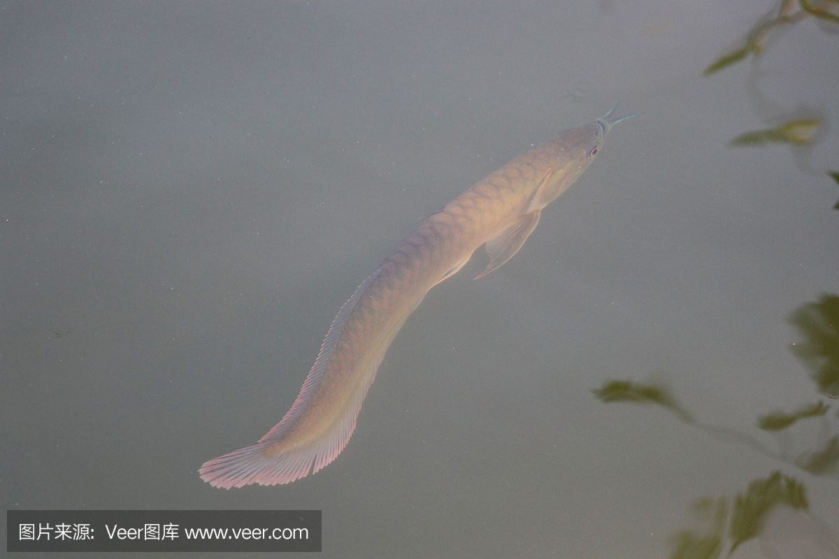 龙鱼一直游在水面正常吗？：龙鱼一直游在水面正常吗一直游在水面正常吗 龙鱼百科 第1张