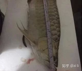 龙鱼肚子鳞片翘起来了：龙鱼肚子鳞片翘起来可能是由于以下几种原因处理方法