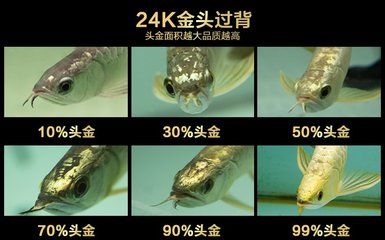 什么是古典金龙鱼产品：什么是古典金龙鱼 龙鱼百科 第2张