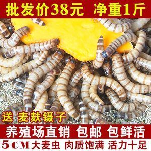 金龙鱼养殖场喂什么：关于金龙鱼养殖场喂养食物的信息 龙鱼百科 第3张