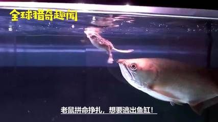 梦见龙鱼：梦见龙鱼的含义 龙鱼百科 第1张