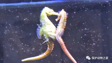 水族世界中体型像龙的鱼的详细介绍：定义与特征：体型像“龙”的鱼 龙鱼百科 第1张