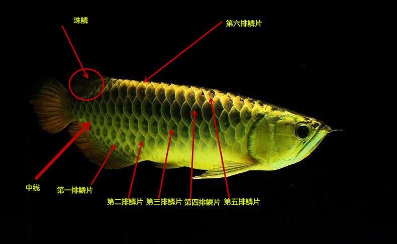 金龙鱼身体各部位的基本介绍金龙鱼身体各部位图解：金龙鱼的身体各部位图解 龙鱼百科 第2张