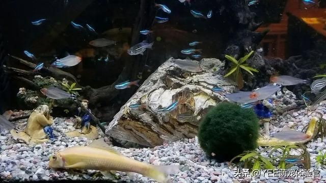 金苔鼠可以和龙鱼混养吗？：金苔鼠可以与龙鱼混养吗，龙鱼可以与龙鱼和平共处吗 龙鱼百科 第3张