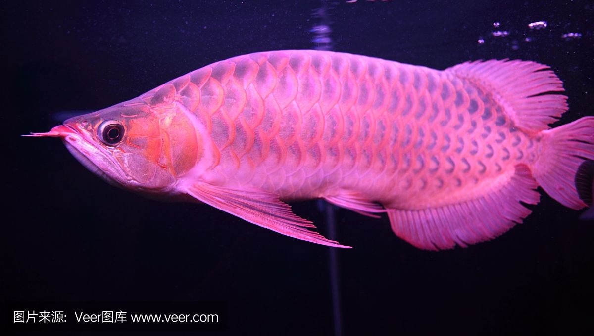 粉色的龙鱼，你了解吗？：粉红龙鱼是一种色彩艳丽的淡水观赏鱼属于隆头鱼科
