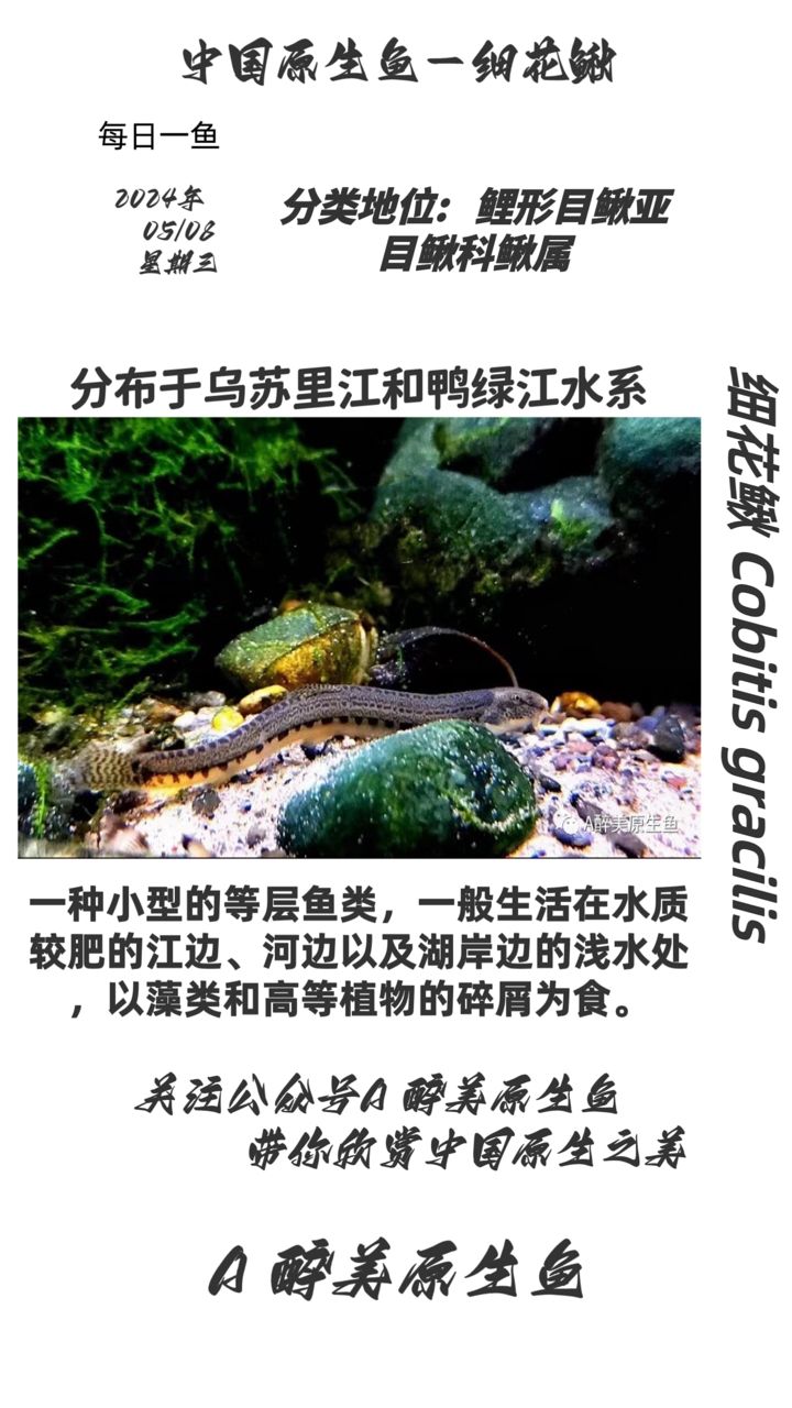 分布乌苏里江和松花江分布乌苏里江和松花江：乌苏里江和松花江分布 观赏鱼论坛