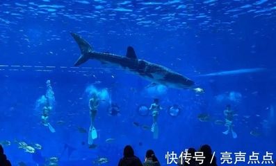 虎鲸和巨型金龙鱼，谁更厉害？：探讨虎鲸（orcinusorca）和巨型金龙鱼之间的差异