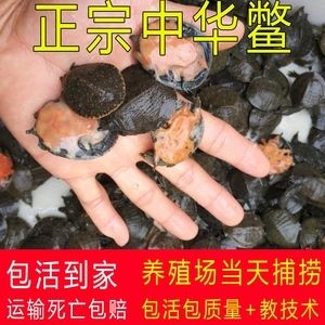 龙鱼饲料可以喂给乌龟吗：龙鱼饲料可以喂乌龟吗龙鱼饲料可以喂乌龟吗 龙鱼百科 第2张