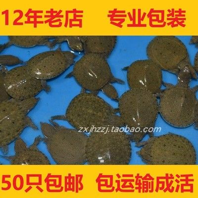 龙鱼饲料可以喂给乌龟吗：龙鱼饲料可以喂乌龟吗龙鱼饲料可以喂乌龟吗