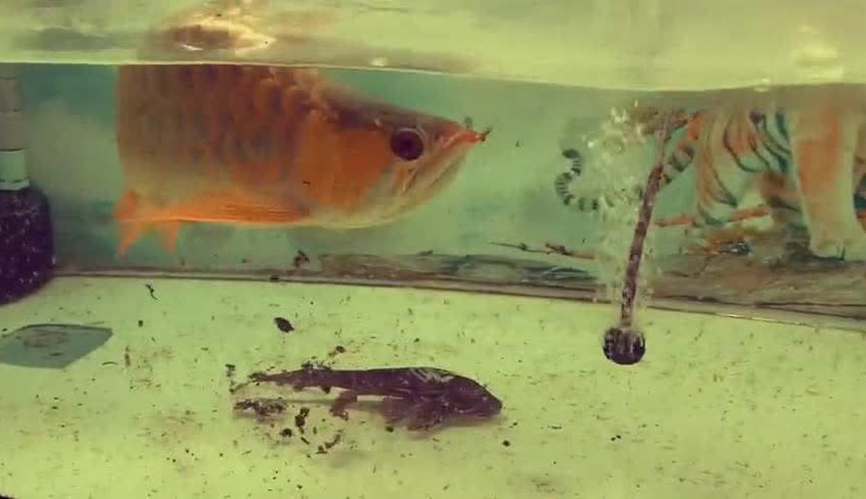 金龙鱼开口喂什么，：金龙鱼开口初期可以喂食面包虫、小溪虾等饵料，注意控制投饵量