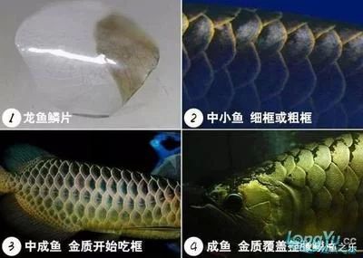 龙鱼掉鱼鳞怎么办，：龙鱼掉鱼鳞怎么办处理龙鱼掉鱼鳞的关键在于维持良好的水质问题 龙鱼百科 第3张