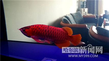 红龙鱼嘴巴一张一合的本质是什么？：为什么红龙鱼嘴巴一张一合？