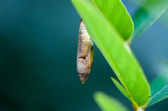 红龙鱼和蝴蝶鲤的混养在某些情况下是可行的，以下是可行的：红龙鱼和蝴蝶鲤可以混养吗？ 龙鱼百科 第3张