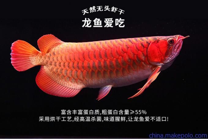 龙鱼可以吃鱼食吗？：养的龙鱼可以吃鱼食吗？ 龙鱼百科 第1张