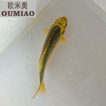 龙鱼可以吃鱼食吗？：养的龙鱼可以吃鱼食吗？ 龙鱼百科 第2张