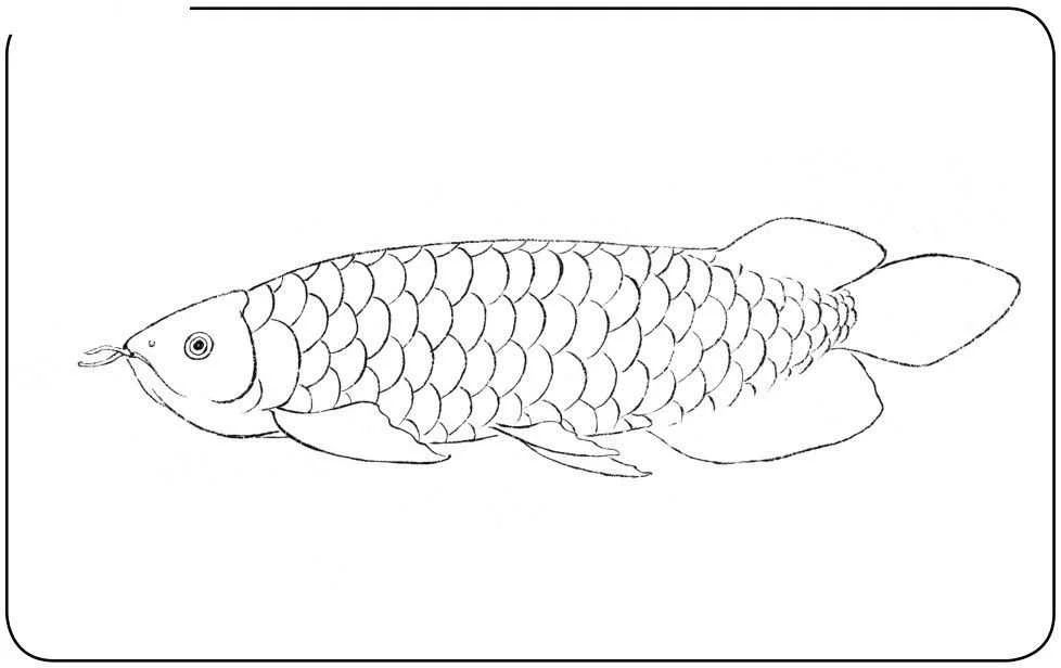 龙鱼的画怎样画好看又简单，：初学者画好一条龙鱼可以从以下几个步骤开始开始 龙鱼百科 第3张