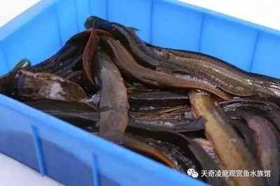 喂食龙鱼泥鳅的处理方法：喂食龙鱼泥鳅怎么处理 龙鱼百科 第1张